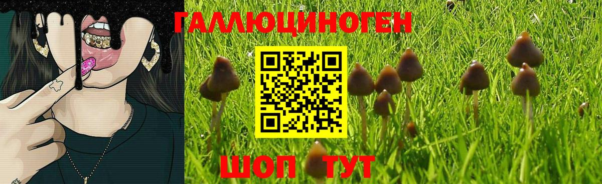 Верхняя Пышма  Псилоцибиновые грибы MAGIC MUSHROOMS  Вход с VPN 